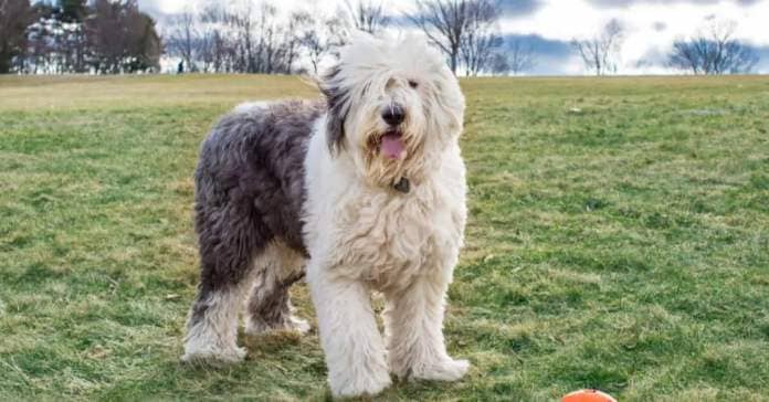 The Old English sheepdog was originally bred to herd sheep