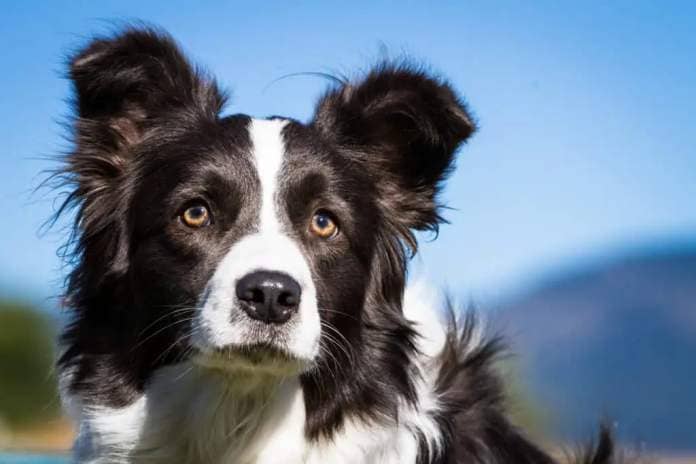 Border collies are highly intelligent herding dogs 