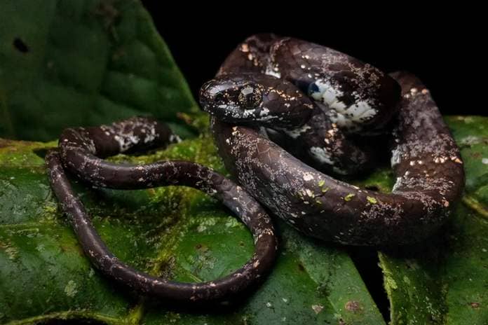 The Sibon vieirai snake, also known as Vieira’s snail-eating snake.