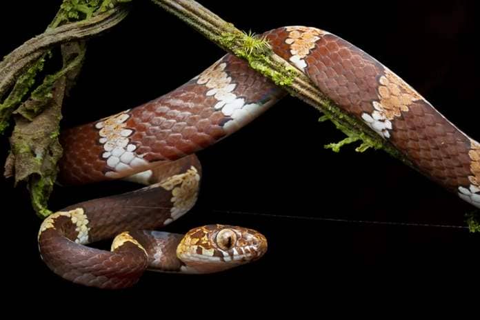 The Dipsas welborni snake, also known as the Welborn’s snail-eating snake.