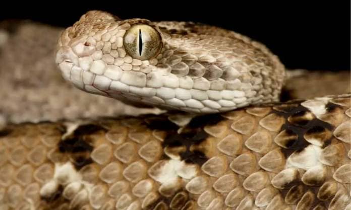 Deadliest Snakes - Indian Saw Scaled Viper