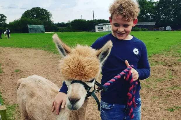 family alpaca walk best easter experience gifts 2023 uk