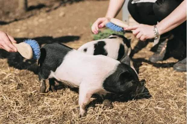 pig farm best easter experience gifts 2023 uk