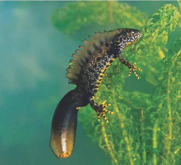 Great crested newt male