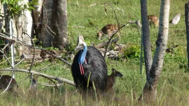 A southern cassowary 