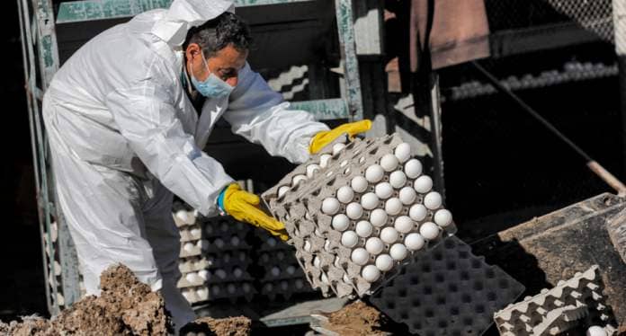 A man in PPE throws away large pallets of eggs.