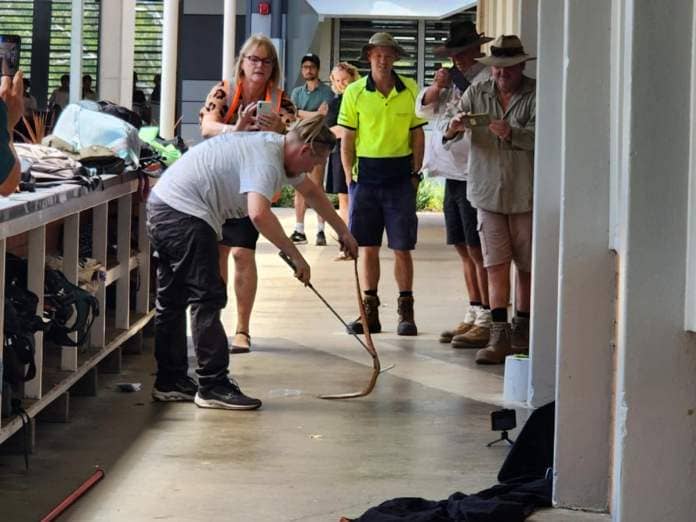 A professional snake catcher was tasked with removing the snake.