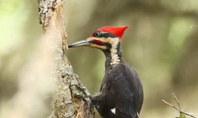 Ivorybill Woodpecker, Animal, Animal Wildlife, Beak, Bird