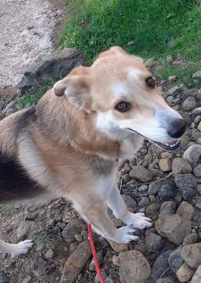 At The Adana Dog Rescue Centre We Nurture Dogs (8 Pics)