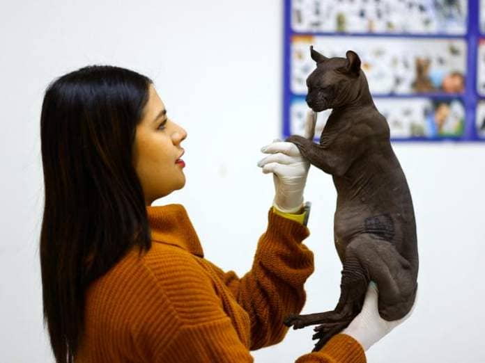 Veterinary doctor Giselle Rubio shows a Sphynx cat, that was rescued by police from the Cereso 3 prison with a tattoo that reads "Made in Mexico", at an animal shelter in Ciudad Juarez, Mexico February 11, 2023.