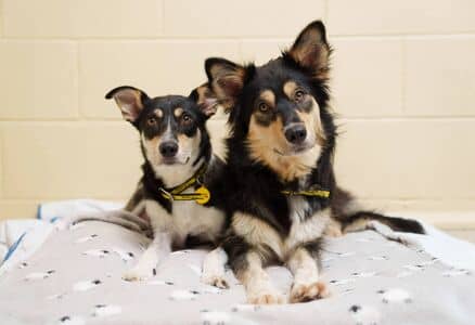 One-year-old Collie sisters, Serena and Venus are on the hunt to find their forever homes. Picture: Fran Veale