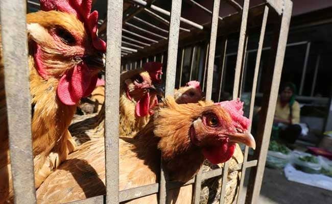 Bird Flu Situation 'Worrying', Says WHO After Girl's Death In Cambodia