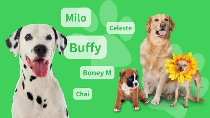 Different dogs with name ideas: Milo, Buffy, Celeste, Boney M, Chai