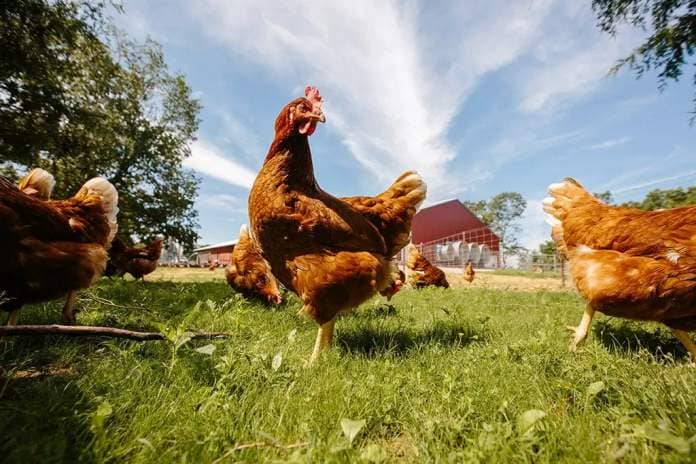 Hens that lay Vital Farms' pasture raised eggs.