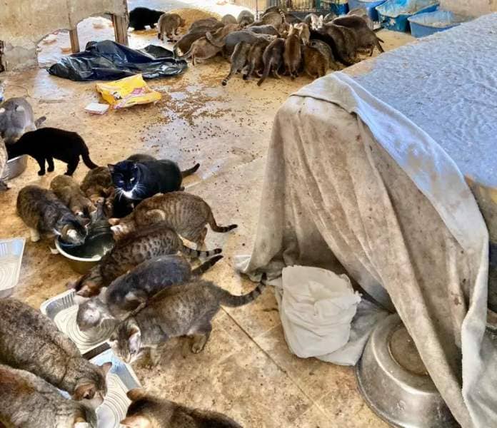 Multiple cats are seen crowded around a basin filled with water inside the filthy home.