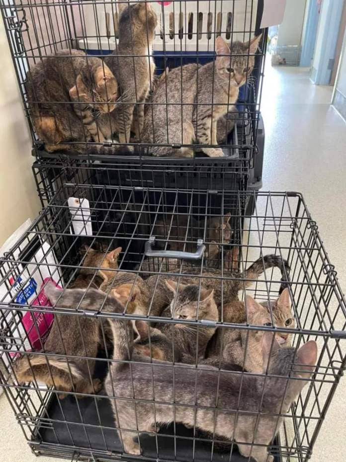 Photo shows several cats crowded together in cages inside the Yorktown home.