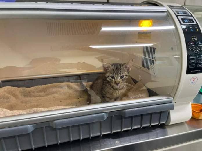 One of the rescued cats seen inside an oxygen machine.