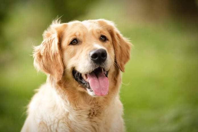Golden retrievers are playful dogs