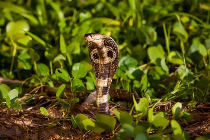 Indian cobra, Naja naja