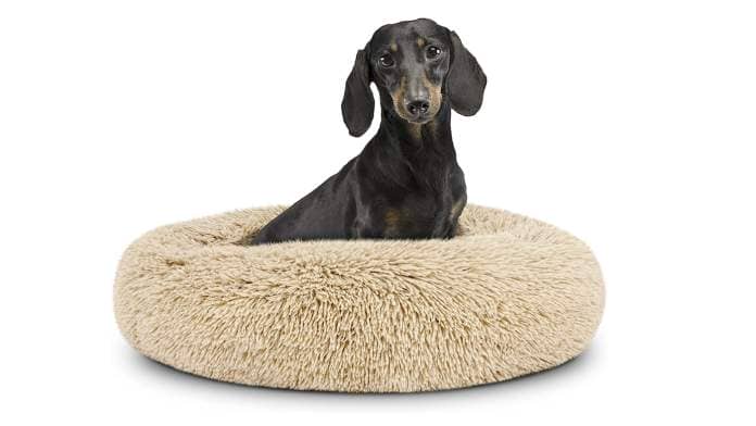 Dachshund on calming dog bed