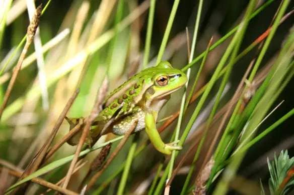 The growing grass frog is another of the 29 threatened species that have made a good recovery. 