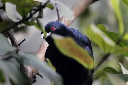 A red-eyed koel takes a look at the electronic camera from behind a leaf