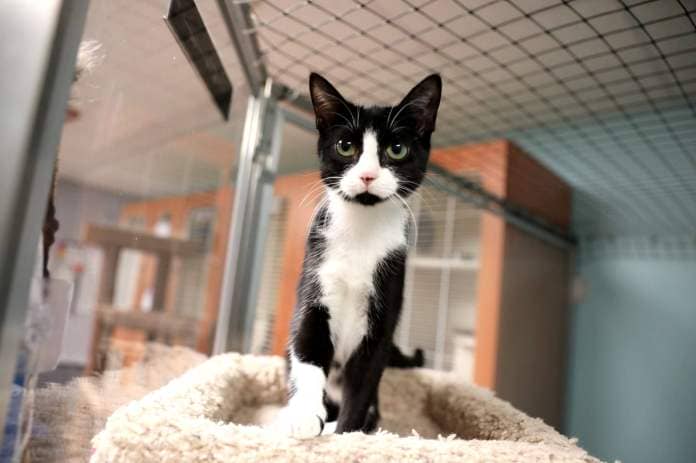 Bird, a cat available for adoption at Anderson Humane  in South Elgin. Animal rights advocates are backing a bill that would ban cat declawing. Those who adopt cats from Anderson Humane have to agree not to get the cats declawed.