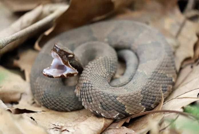 Cottonmouths are easily recognised by the white lining inside their mouth.