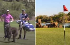 Ten times animals invaded golf courses from 'Godzilla' alligator to baboons