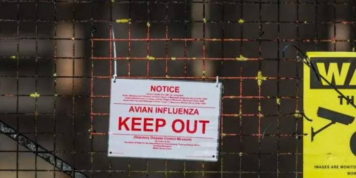 We must keep farmers competitive during the worst ever bird flu outbreak