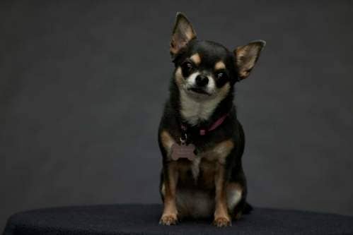 Betty the Chihuahua from will trent