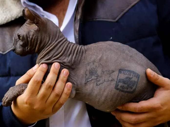 Sphynx cat rescued by police from the Cereso 3 prison in Ciudad Juarez, Mexico.