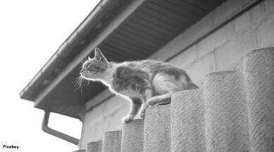 cat on a ledge