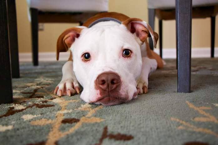 American pit bull dog with white face and light brown ears rests lying on its belly, flat under a dinning room table, on a light green carpet.