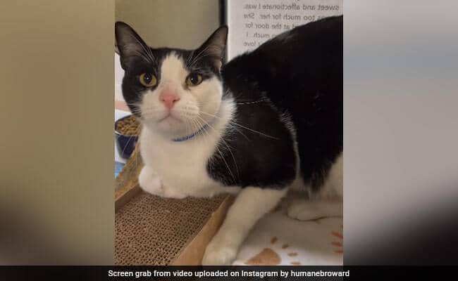 US Cat Dumped By Owners For Being 'Too Affectionate' Finds New Home