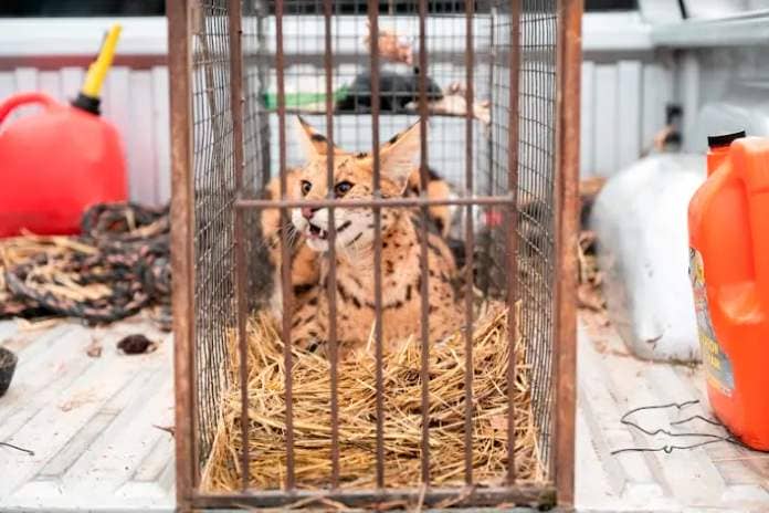 serval in a cage