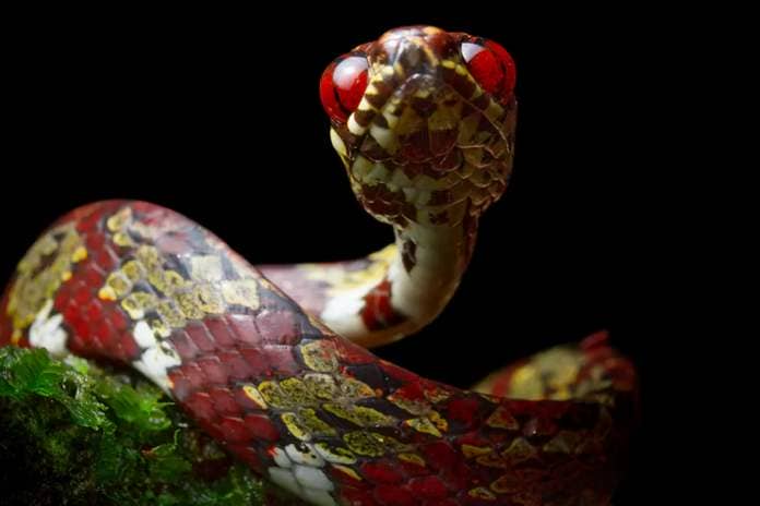 The Sibon cover snake also called cover snail-eating snake.