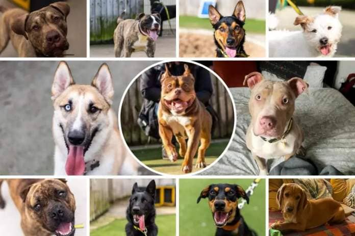 These 11 puppies are looking for new homes <i>(Image: Dogs Trust)</i>