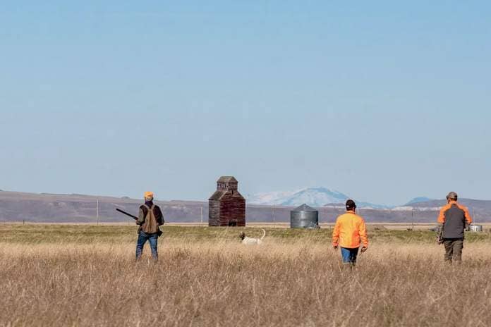 three upland hunters and pointing dog walking in prairie grass field upland bird hunting