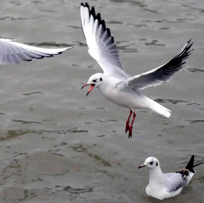 Gulls flying.