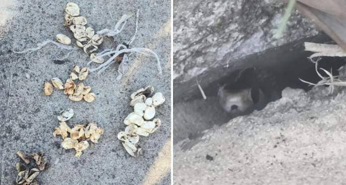 Left: a picture of the snake eggs, and (right) a snake hiding inside the nesting site.