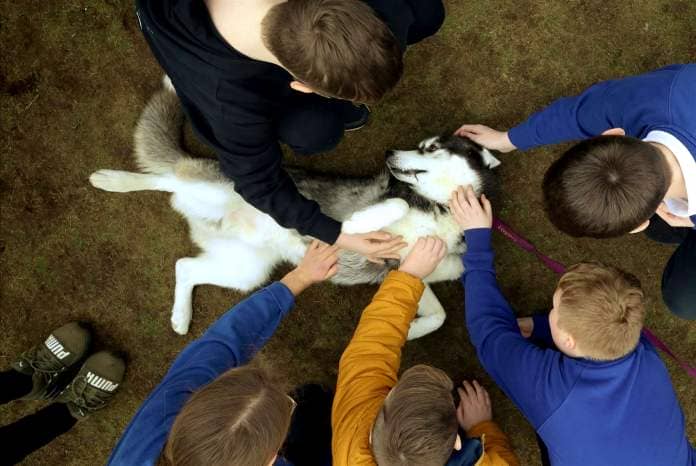 Tulok the Siberian Husky getting belly rubs. Picture: James Mackenzie.