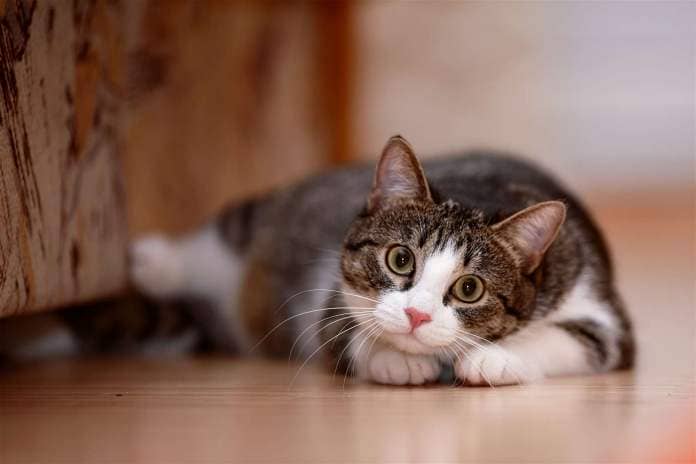 Kittens must be chipped by the time they reach 20 weeks. Image: iStock.