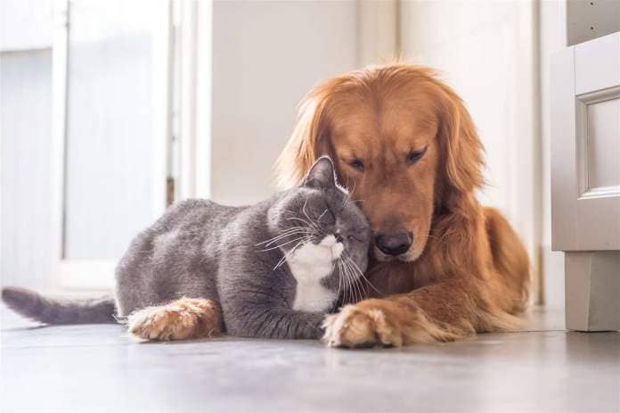 The new law brings cats in line with dogs. Image: Stock photo.