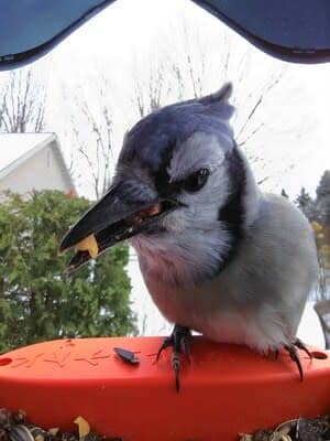UGC Blue Jay on a Bird Buddy Smart Bird Feeder