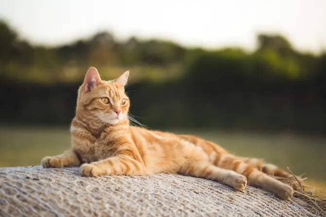 Orange/Ginger American Shorthair Cat