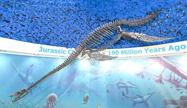 BNPS.co.uk (01202 558833) Pic: Graham Hunt/BNPS The Plesiosaur fossil found by Rescue dog Raffle on display in the Charmouth Heritage Coast Centre in Dorset. Look what the dog brought in.. An incredible 200 million-year-old dinosaur fossil found by a pet dog on a beach has finally gone on display 16 years later. Rescue dog Raffle stumbled across the fossilised skeleton of a Jurassic plesiosaur during a walk with owner Tracey Barclay at Lyme Regis, Dorset, in 2007. The nine-year-old dog happened to take a brief rest on top of the exposed vertebra bone of the creature which was then spotted by Tracey, an amateur fossil hunter. Permission was granted to dig it up a year later and it has taken experts 15 years of painstaking and intricate preparation to get the skeleton ready for display.