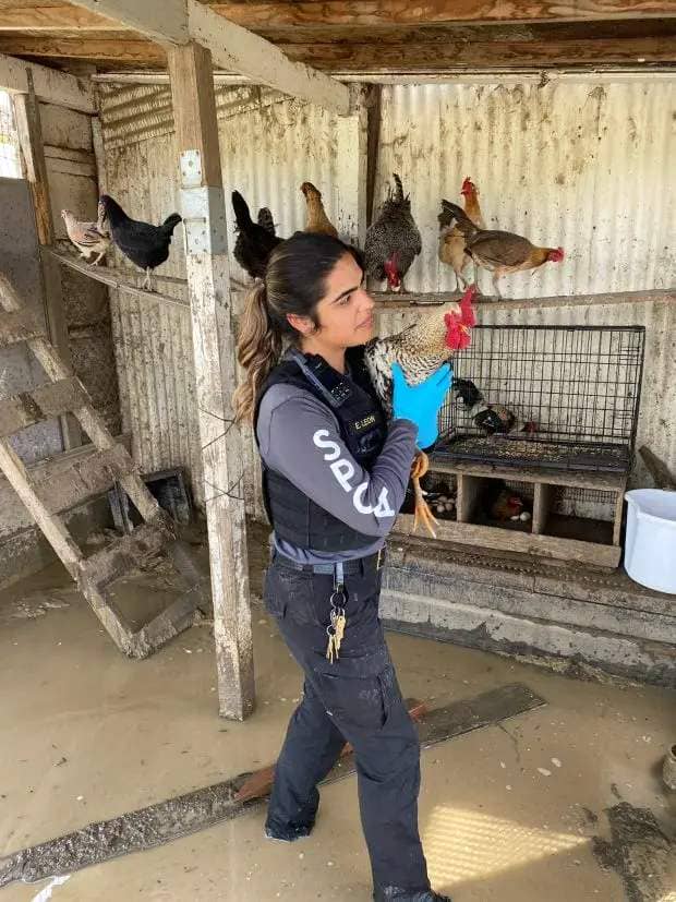 SPCA Monterey County's disaster response team rescues chickens after the Pajaro River levee breach. (Courtesy SPCA Monterey County)