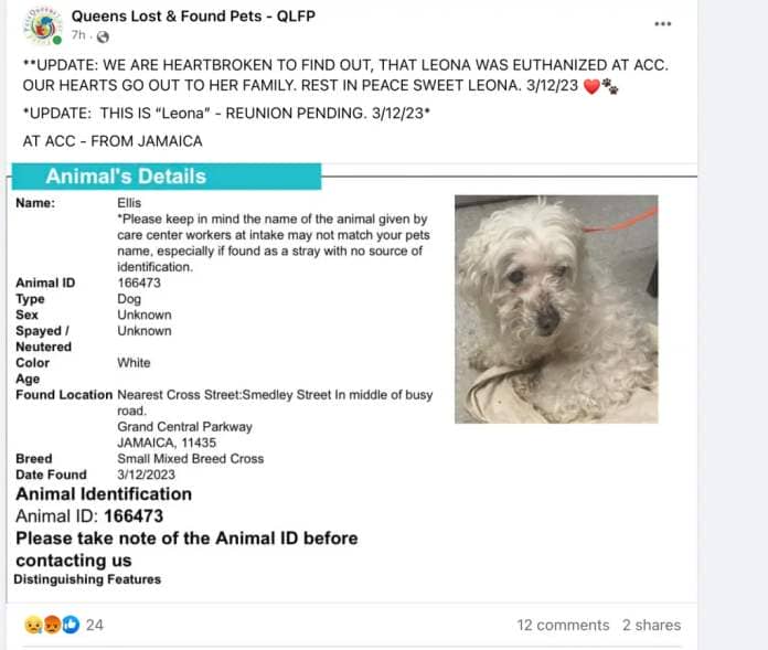 A post that had gone up on the Animal Care Center of NYC's Lost and Found webpage, with a picture of Leona, who they called Ellis. 