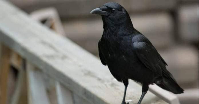 crow perched on wooden deck
